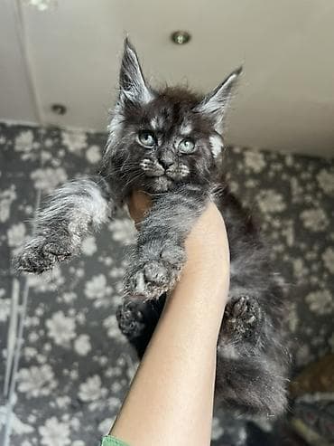 коты белый: Мейн-кун котёнок, окрас чёрный дым (black smoke). Описание: - Ярко — 7