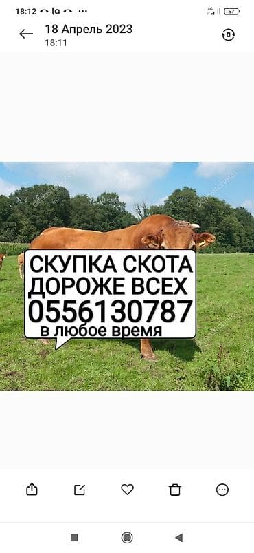 Частное лицо, Колбасный цех : Коровы, быки, Лошади, кони, | Круглосуточно, Любое состояние, Забитый