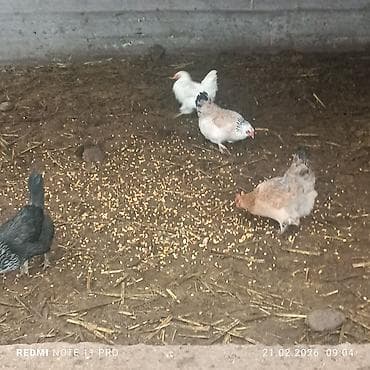 гнездо для кур: Продаю курей есть 4 штук прошу по 800 сом за каждого находится — 2