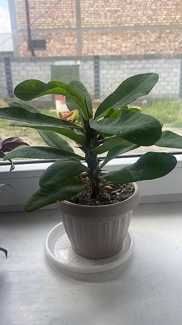 цветы уличные: Глоксиния (Sinningia speciosa) в горшке. - Крупные бархатистые — 8