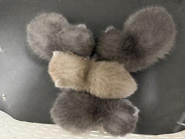 Башка жаныбарлар: Бронь Шотландских котят (скоттиш-фолд/скоттиш-страйт), помет из 4 — 3