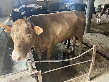 С/х животные и товары: Продаю | Бык (самец) | На откорм — 1