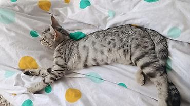 кошко: Беспородная, 4 месяца, Мальчик, Приучена к лотку — 2