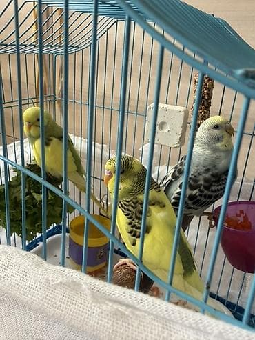 седоголовый щегол: 🐦 Продаются волнистые попугаи! 🐦 Красивые, активные и общительные — 1
