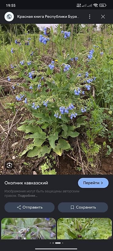 кавказские: Окопник кавказский (Symphytum caucasicum) - Травянистое многолетнее — 1