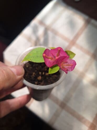 хвойные растения: Продаю детки (укорененные черенки) Бугенвиллии.Цена 200-250с за штуку — 7