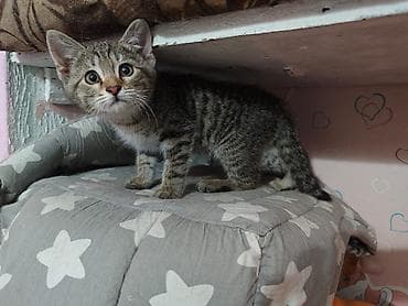 2 месяца, Мальчик, Приучена к лотку at lalafo.kg 2 месяца, Мальчик, Приучена к лотку