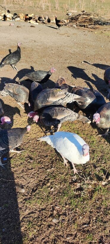 мал айдана ит керек: Продаю | Индюк (самец) | Племенные — 6