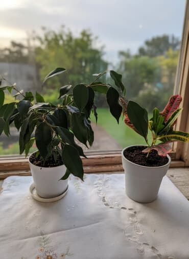 ультрафиолетовая лампа для растений: Фикус Бенджамина, кротон, традесканция ладьевидная, вместе с горшками — 1