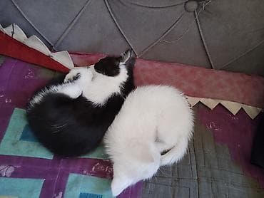 Котята, помет из двух малышей: - Один белоснежный короткошёрстный