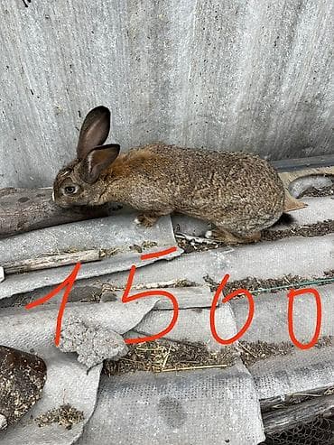 ош животные: Продаю | Крольчиха (самка), Кролик самец | Для разведения — 2