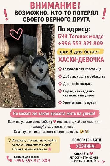 Хаски-девочка, голубоглазая красавица Описание: - Голубые глаза lalafo.kg да Хаски-девочка, голубоглазая красавица Описание: - Голубые глаза