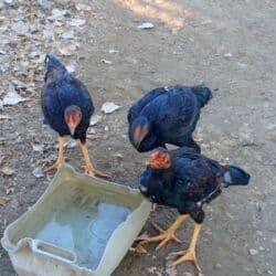 продажа домашних животных: Продаю | Петух — 3