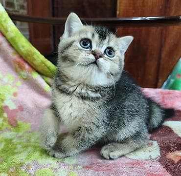 шотландский скоттиш страйт: Скотиш Страйт (Шотландская прямоухая), 2 месяца, Девочка — 4