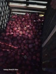 садовый вар бишкек: Яблоки оптом сорт крипсон зимние с темно-фиолетовыми (почти черными) — 12