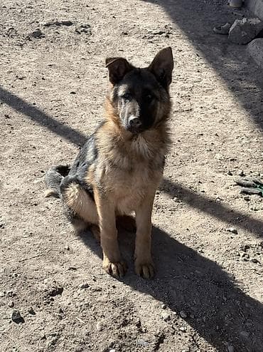 порода собак хаски цена: Немецкая овчарка, 5 месяцев, Самец, С родословной — 1