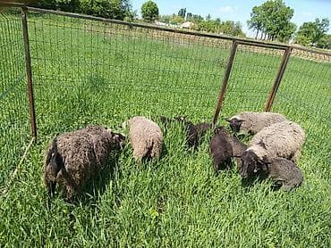 козы бараны: Продаю | Овца (самка) | Для разведения | Матка — 2