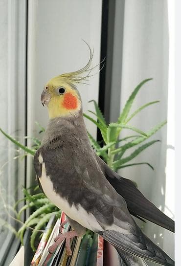 Собаки: Попугаи для дома и вольера — несколько видов и окрасов. - Кореллы — 7