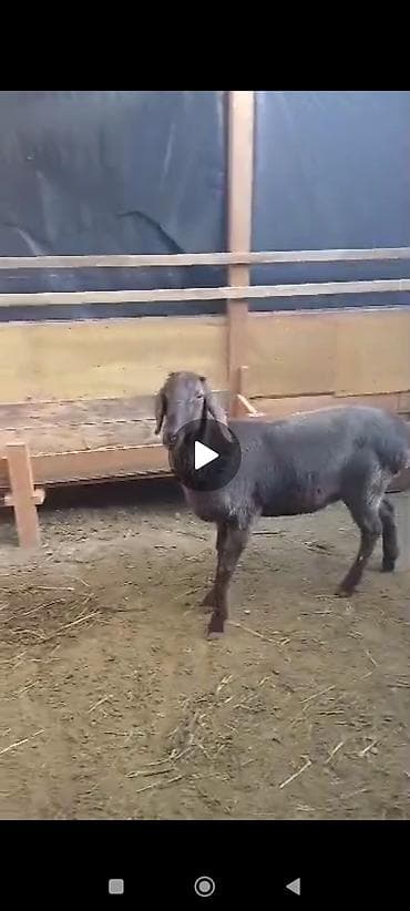 кошка вязка: Продаю | Коза (самка) | Зааненская | Для разведения | Племенные — 2