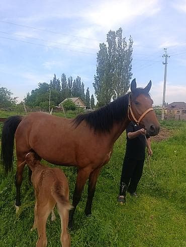 купить щенка французского бульдога: Продаю | Кобыла (самка) | Английская | Для разведения | Племенные — 2