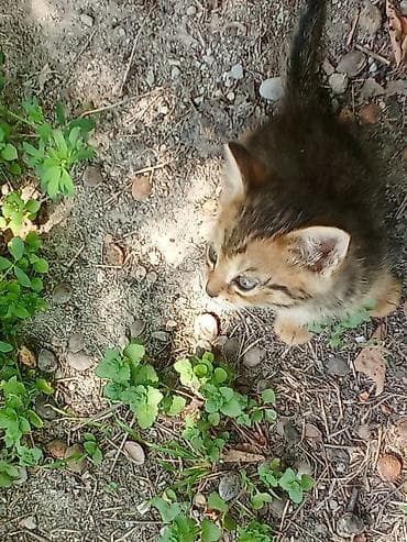 котята рыжие: 5 хороших котят🩷1.рыжий.2.полосатый.3.трехшерстый.4.белый.5.бежевый — 5