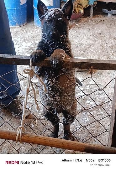 Башка жаныбарлар: Щенки бельгийской овчарки (малинуа). - Окрас: рыже-палевый с — 5