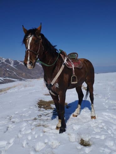 Айыл-чарба жаныбарлары: Сатам | Байтал | Аргын | Жумушка | Жасалма жол менен боозутуу — 5