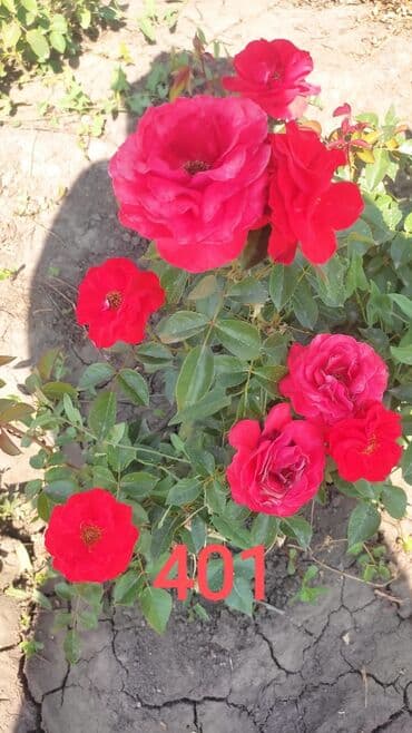 цветы картины художников: Саженцы цветка: Розы — 5