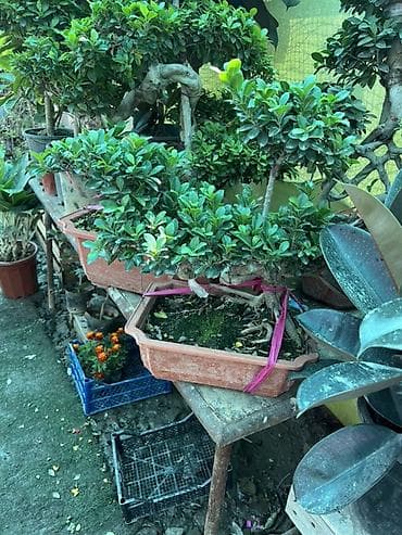 каучук: Комнатные растения в горшках: Фикусы -4500с Бонсай - 7000с 1) Фикус — 4