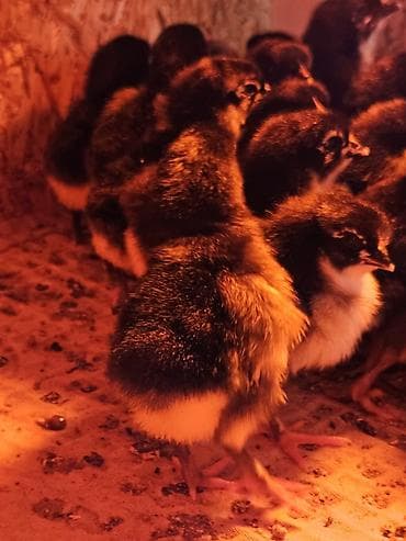 котные матки: Продаю | Цыплята | Для разведения — 6