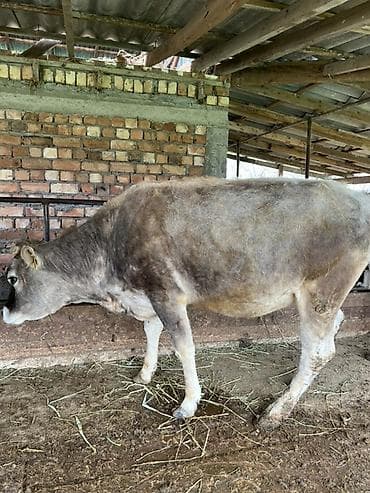 обмен на корову: Продаю | Корова (самка), Тёлка | На забой — 3