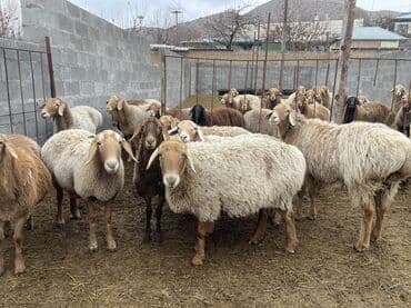 продаю кролов: Продаю | Овца (самка) | Арашан | Для разведения | Матка — 9