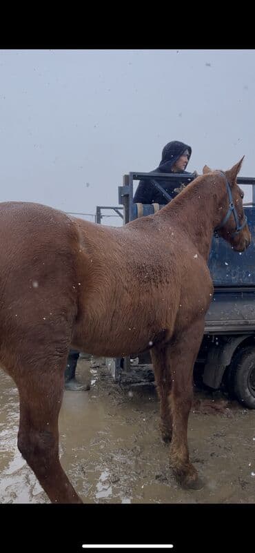 жүгөрү сатам: Сатам | Жылкы (эркек) | Дончак | Жумушка | Асыл тукумдуу — 3