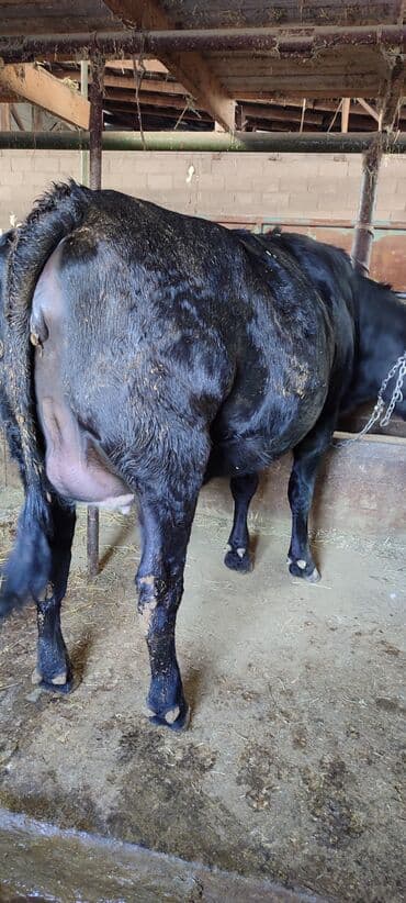 кошки маленькие: Продаю | Корова (самка), Тёлка | Голштин | Для разведения, Для молока | Племенные, Стельные, Отела не было — 3