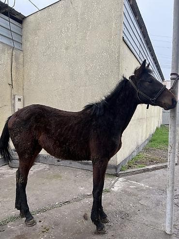 Животные: Продаю | Жеребенок | Английская | Конный спорт | Племенные — 6