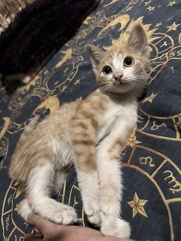 котенок сиамский: Кошка даром: Беспородная, 3 месяца, Девочка, Приучена к лотку — 4