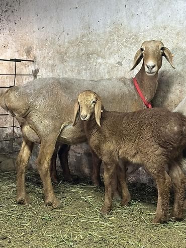 куплю хомяка с клеткой: Продаю | Овца (самка) | Эдильбаевская | Для разведения | Матка — 2