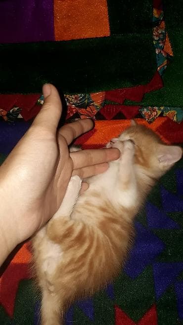 собака той пудель: Скотиш Страйт (Шотландская прямоухая), 1 месяц, Мальчик, Рыжий, Приучена к лотку — 6
