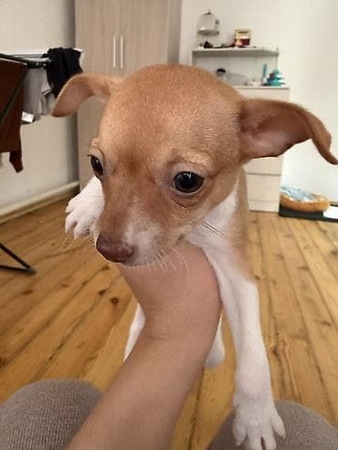 джек рассел терьер купить бишкек: Чихуахуа, 2 месяца, Самец — 4