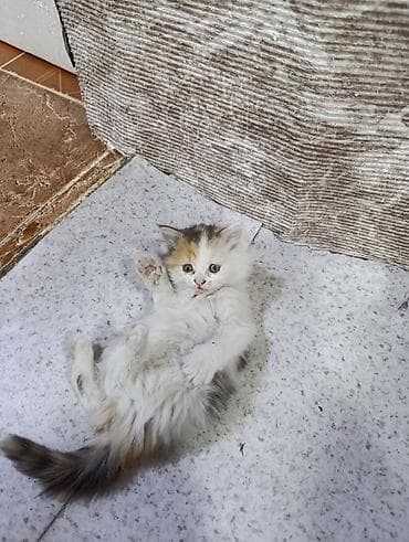 Животные: Котята-домоседы — игривые и ласковые малыши - Помёт из трёх котят — 4