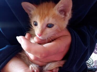 продаю связи с переездом: Кошка даром: Беспородная, Мальчик — 2