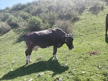 Продаю | Корова (самка) | Для молока | После отела at lalafo.kg Продаю | Корова (самка) | Для молока | После отела