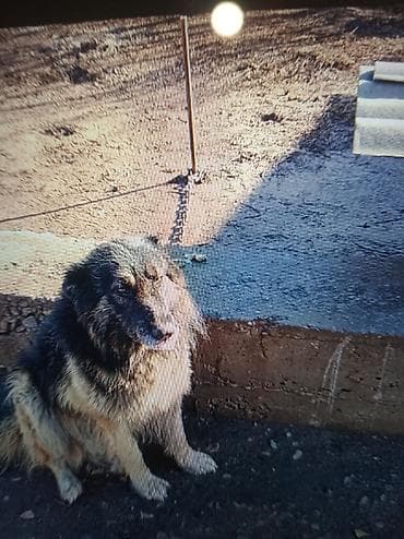 собака пастух: 3 года, Самец — 2