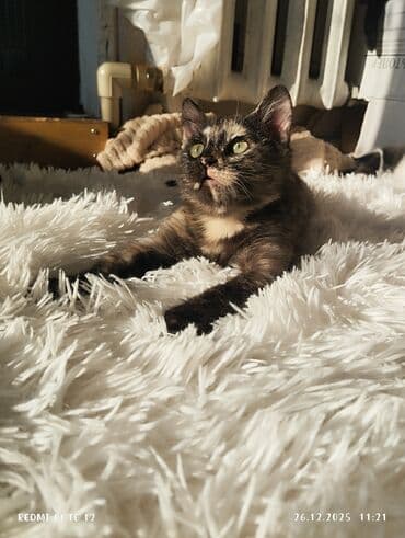 лысая кошка цена: 4 месяца, Девочка, Приучена к лотку — 1