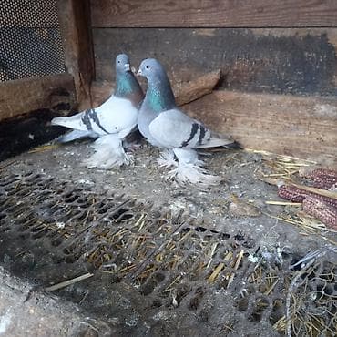 3д сетка: Продаётся пара удышэй 3000 окончательно — 1