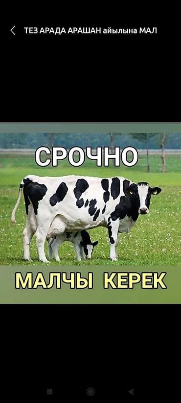 Камин району Шабдан Ата айылына тез Арада уй булолу же жалгыз бой at lalafo.kg Камин району Шабдан Ата айылына тез Арада уй булолу же жалгыз бой