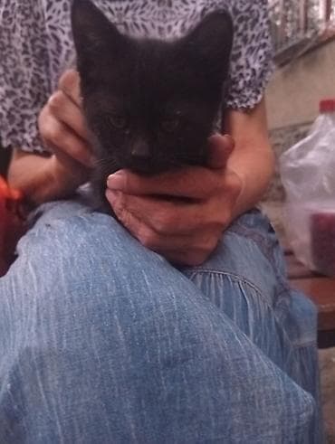 кошеи: Котенок 2 месяца, ласковая девочка. - Ласковый, ручной: спокойно — 3