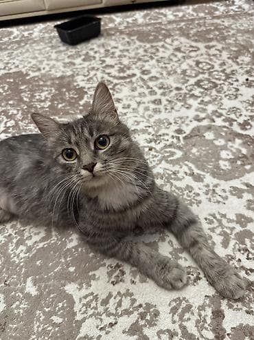 черные коты: 2 года, Девочка, Приучена к лотку, Проглистована — 3