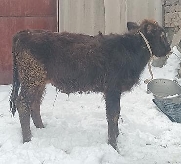 Продаю | Бык (самец) | На забой, Для разведения | Искусственник