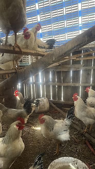 Лошади, кони: Продаю | Куры | Для разведения — 1